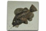 Fantastic Fossil Fish (Priscacara) - Wyoming #327836-1